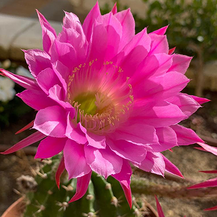 Gitanillas en flor